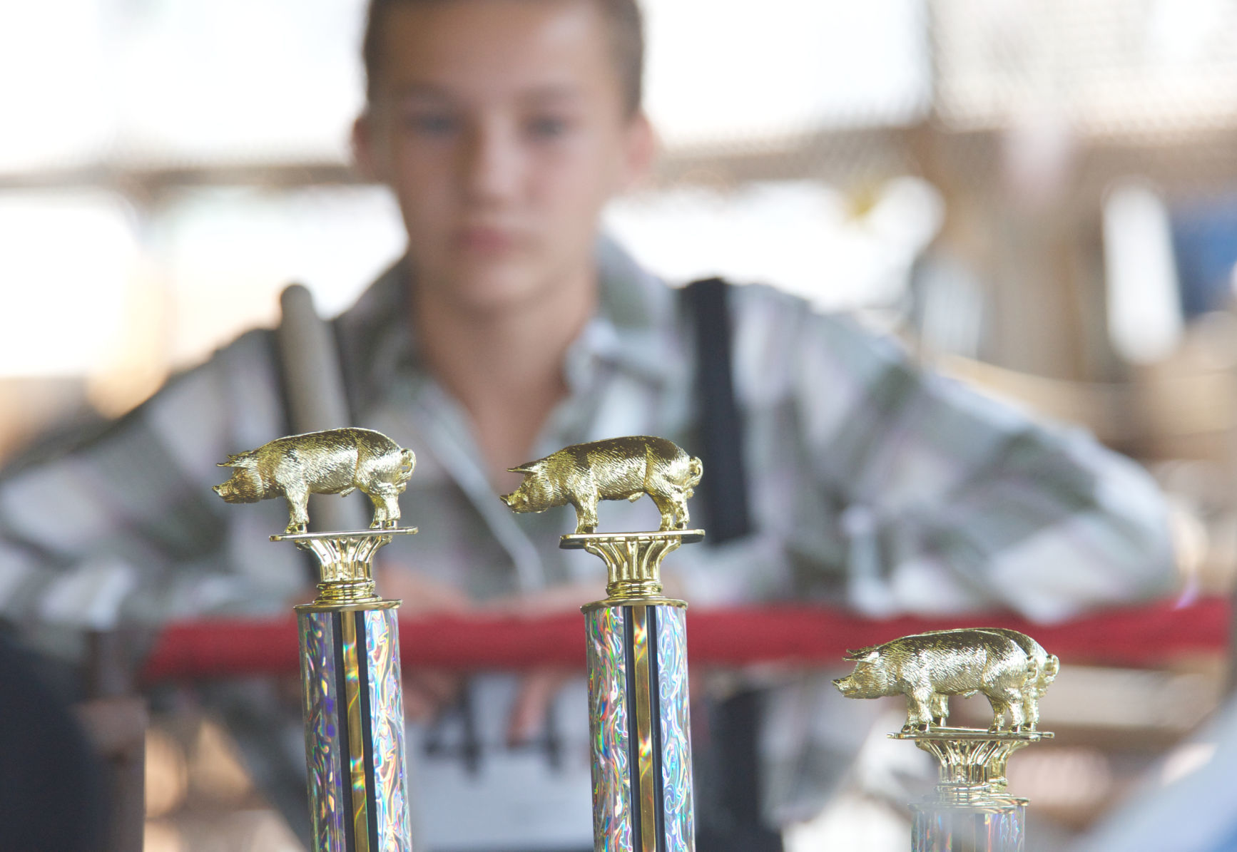 Swine judging